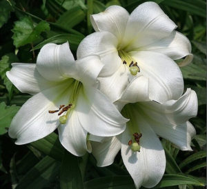 Белые лилии фото